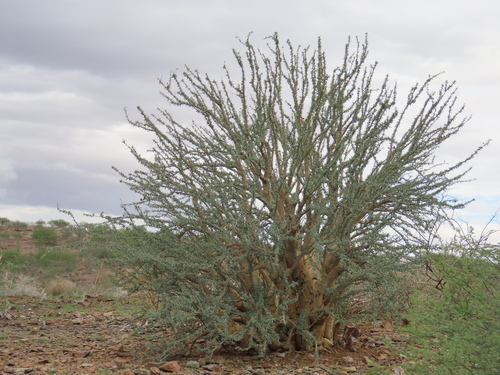 Herero Sesamebush (Sesamothamnus guerichii)