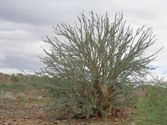Sesamothamnus guerichii, photograph author not stated, no rights reserved