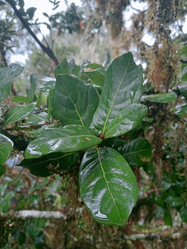 Quercus macdougallii
