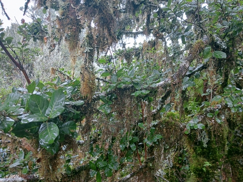 Quercus macdougallii