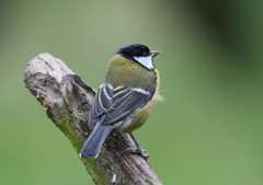 Parus major newtoni