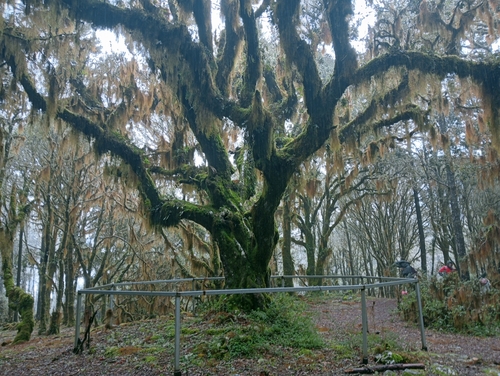 Quercus macdougallii