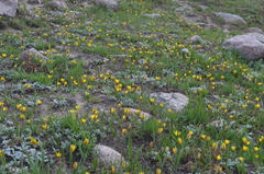 Tulipa dasystemon