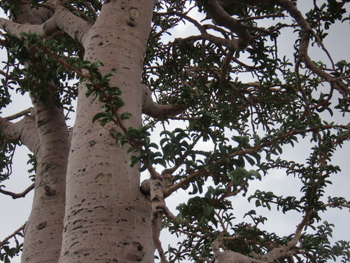 bottle tree (Pachypodium lealii)