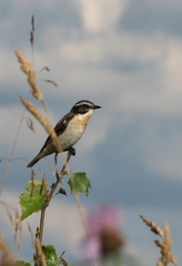Saxicola rubetra
