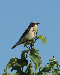 Saxicola rubetra