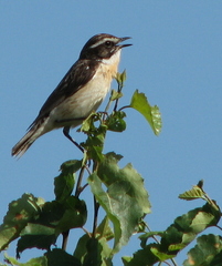 Saxicola rubetra