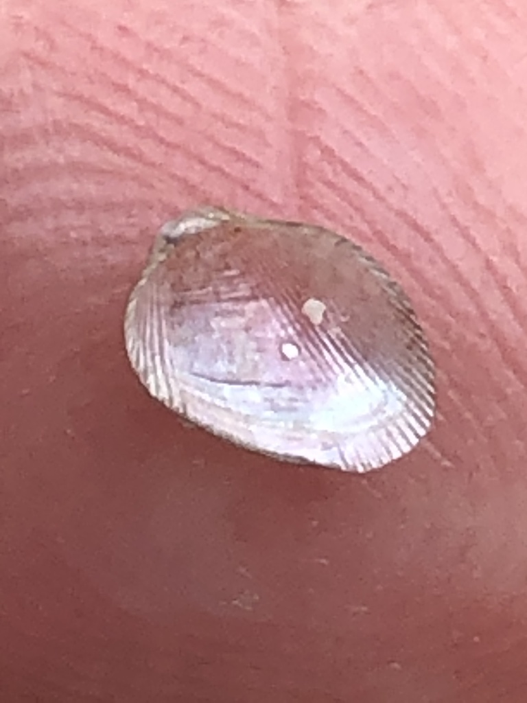 Lateral Mussel