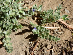 Evolvulus sericeus