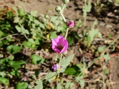 Sphaeralcea mendocina