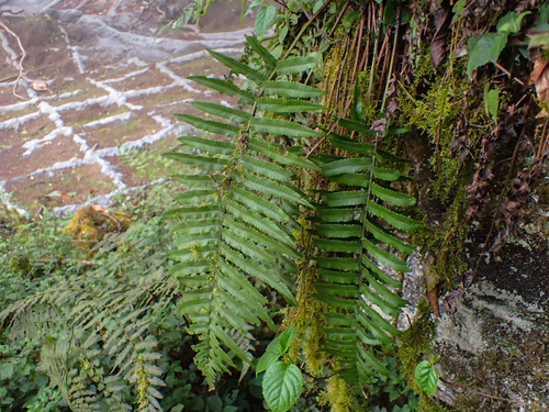 Dryopteris namegatae iNat (2)