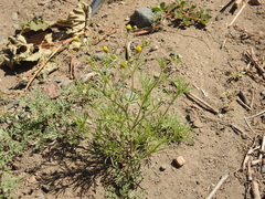 Picradeniopsis multiflora