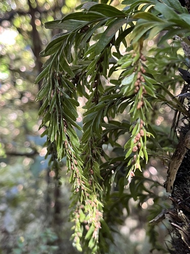 Banks Peninsula fork fern (Tmesipteris horomaka)