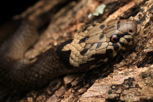 Pale-headed Snake sighting