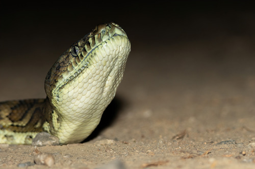 Coastal Carpet Python sighting