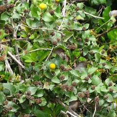 Podanthus ovatifolius