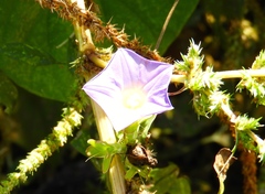 Ipomoea meyeri