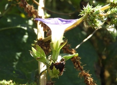 Ipomoea meyeri
