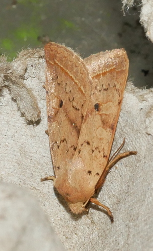 Yellow-line Quaker, Bennekom, Nederland, photo 8 of 10