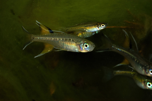 Blue eye (Pseudomugil signifer) — Pseudomugilidae