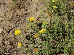 Grindelia pulchella