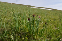 Allium atrosanguineum