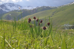 Allium atrosanguineum