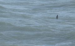 Hydrobates pelagicus