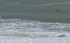 Hydrobates pelagicus