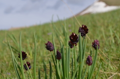 Allium atrosanguineum