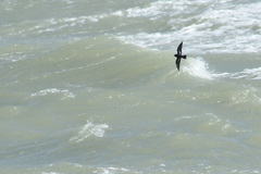 Hydrobates pelagicus