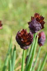 Allium atrosanguineum