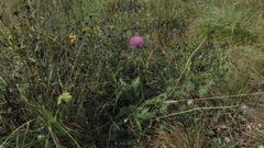 Carduus defloratus defloratus