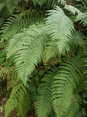 Dryopteris affinis borreri