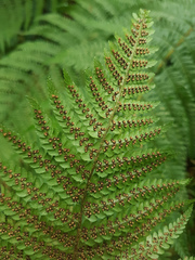 Dryopteris affinis borreri
