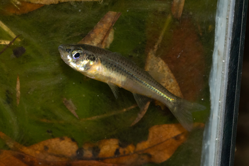 Tawny hardyhead (Craterocephalus fulvus) — Atherinidae — 4