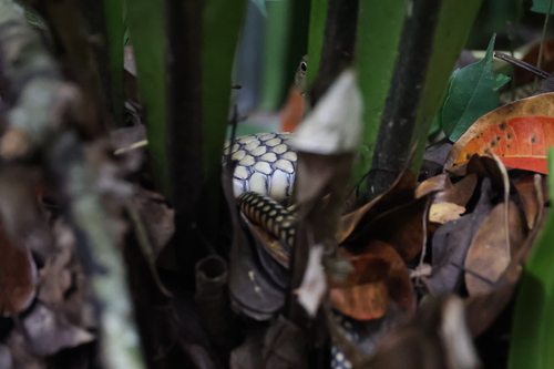 Sunda King Cobra