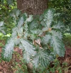 Quercus × rosacea