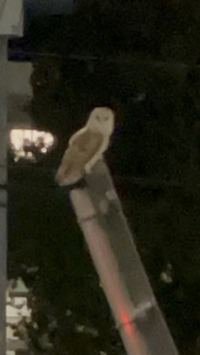 View observation of {o.common_name} on iNaturalist