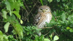 Glaucidium siju
