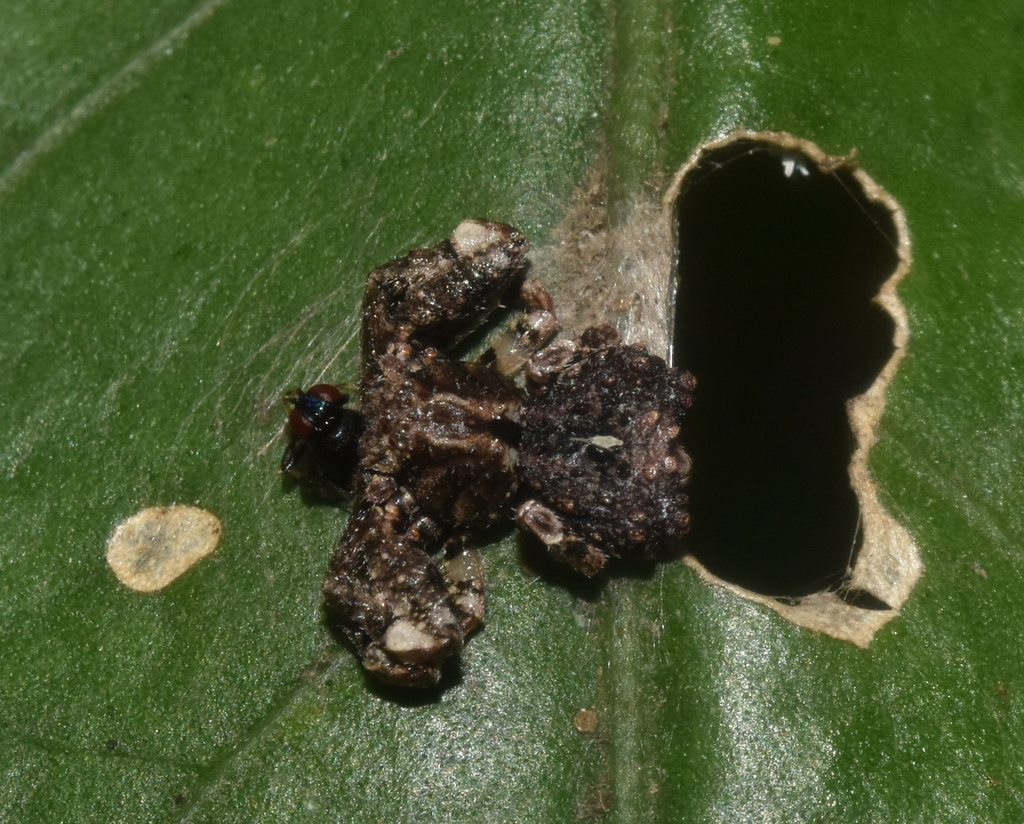 Wrinkled Birddung Crabspider