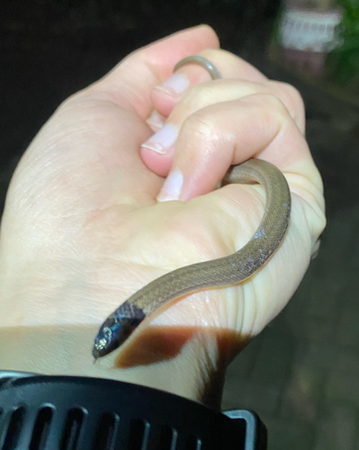Cape Centipede-Eater