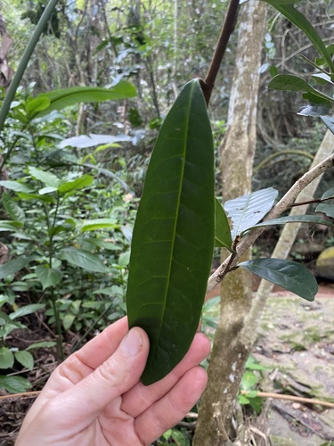 moth-fruit (Acridocarpus natalitius)