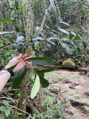 Acridocarpus natalitius, photograph 2