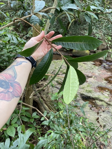 Acridocarpus natalitius, photograph 3