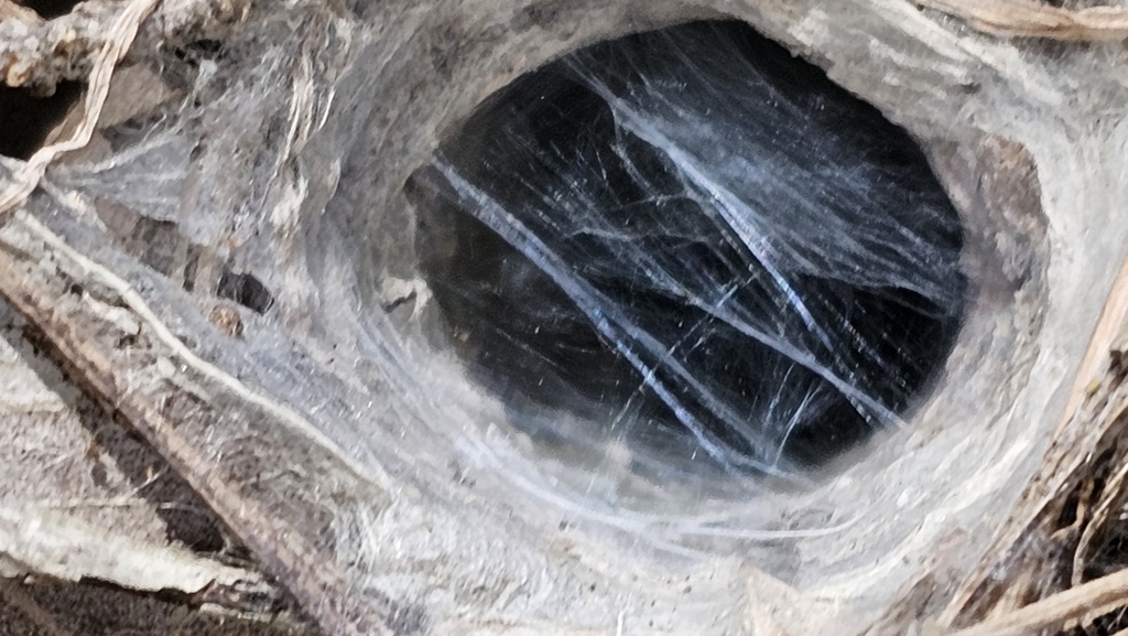 Open-holed Trapdoor Spiders from Kapunda SA 5373, Australia on October ...