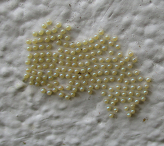 Teracotona submacula