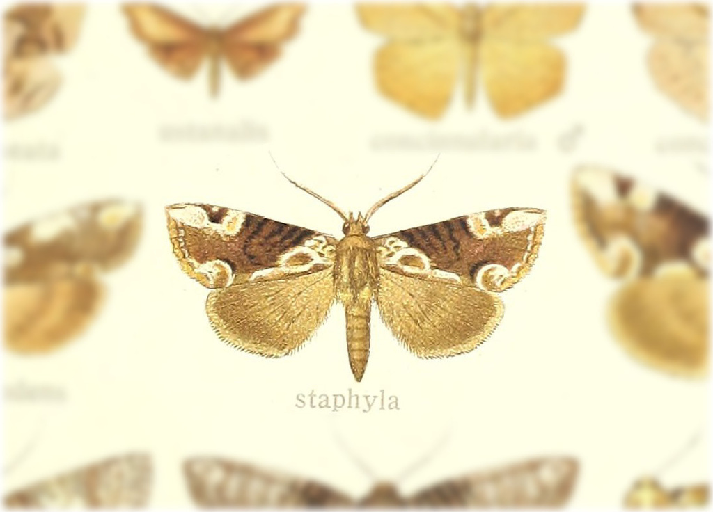Thyatira staphyla