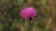 Carduus defloratus defloratus
