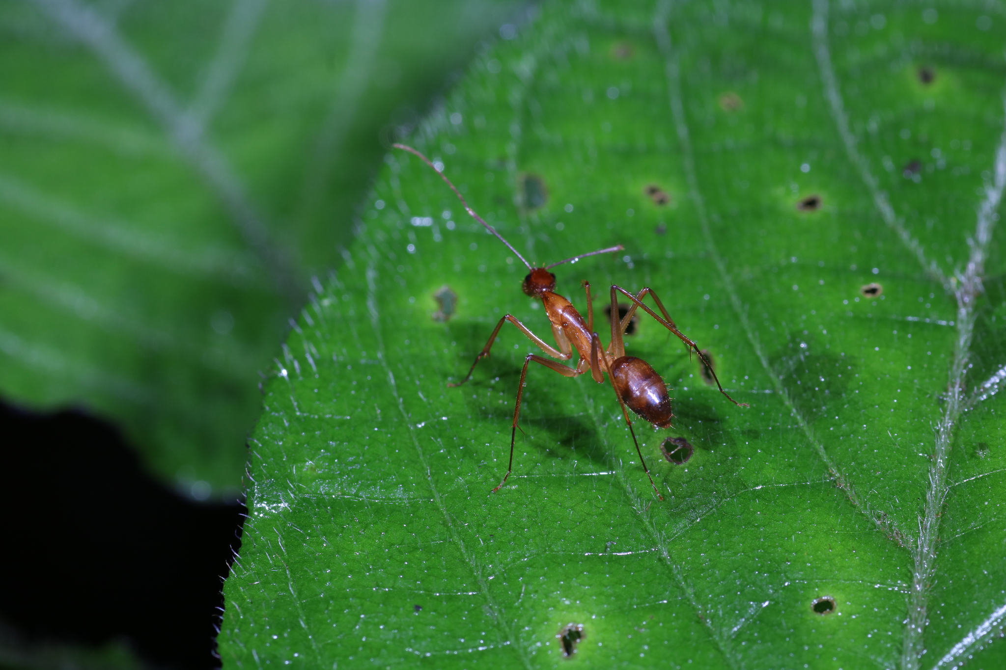 Camponotus cervicalis